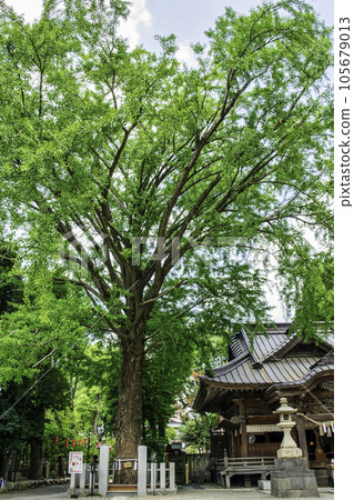 田無神社，東京的神樹，五龍神的能量點 105679013
