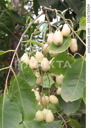 Syzygium jambos fruit on tree in farm 105679304