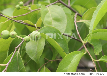 Crab Apple tree plant on farm 105679327