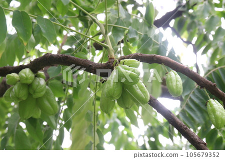 Averrhoa bilimbi on tree for harvest 105679352