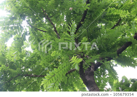 Averrhoa bilimbi on tree for harvest 105679354