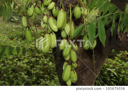 Averrhoa bilimbi on tree for harvest 105679356