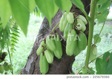 Averrhoa bilimbi on tree for harvest 105679360