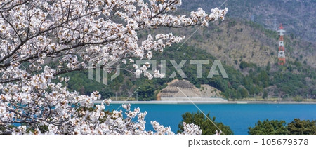 盛開的吉野櫻花與蔚藍大海的合作場景 盛開的吉野櫻花與蔚藍大海的合作場景 105679378
