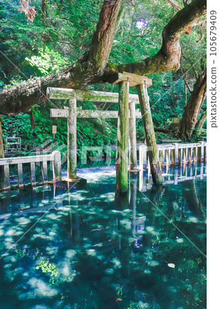 Mitarai pond and sacred tree (vertical) Mitarai pond and sacred tree (vertical) 105679409