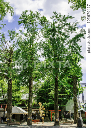 Tanashi Shrine, Tokyo's sacred tree, the power spot of Goryujin 105679417