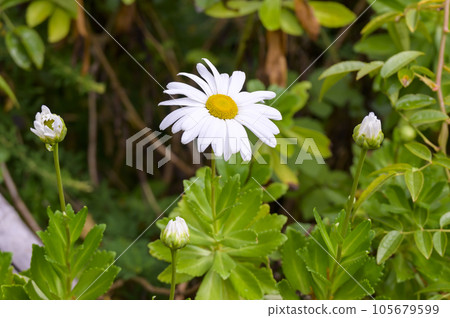 Hamagiku (Hama chrysanthemum) 105679599