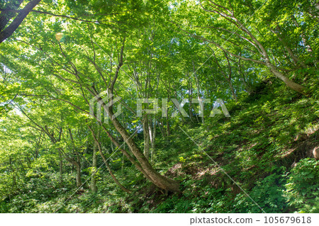Upper Yubiso River, Midsummer scenery from a forest road, Minakami Town Upper Yubiso River, Midsummer scenery from a forest road, Minakami Town 105679618
