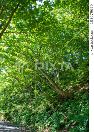 Upper Yubiso River, Midsummer scenery from a forest road, Minakami Town Upper Yubiso River, Midsummer scenery from a forest road, Minakami Town 105679639