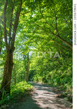 Upper Yubiso River, Midsummer scenery from a forest road, Minakami Town 105679641