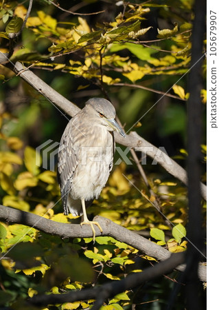 Heron Heron 105679907