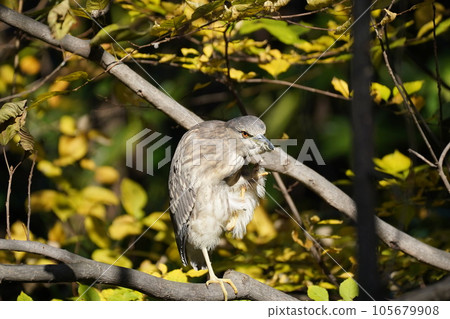 Wild bird Wild bird 105679908