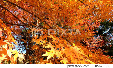 Bright autumn leaves in the autumn sky 105679986