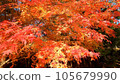 Bright autumn leaves in the autumn sky 105679990