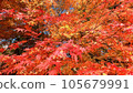 Bright autumn leaves in the autumn sky 105679991