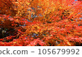Bright autumn leaves in the autumn sky 105679992