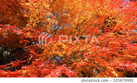 Bright autumn leaves in the autumn sky Bright autumn leaves in the autumn sky 105679992