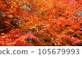 Bright autumn leaves in the autumn sky 105679993