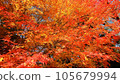 Bright autumn leaves in the autumn sky 105679994