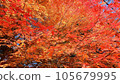 Bright autumn leaves in the autumn sky 105679995
