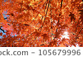 Bright autumn leaves in the autumn sky 105679996