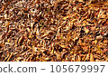 Various kinds of fallen leaves in autumn 105679997