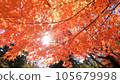 Bright autumn leaves in the autumn sky 105679998