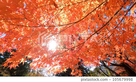 Bright autumn leaves in the autumn sky Bright autumn leaves in the autumn sky 105679998