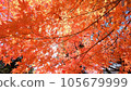 Bright autumn leaves in the autumn sky 105679999