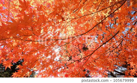 Bright autumn leaves in the autumn sky Bright autumn leaves in the autumn sky 105679999