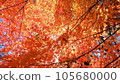 Bright autumn leaves in the autumn sky 105680000