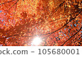 Bright autumn leaves in the autumn sky 105680001