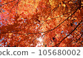 Bright autumn leaves in the autumn sky 105680002