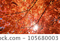 Bright autumn leaves in the autumn sky 105680003