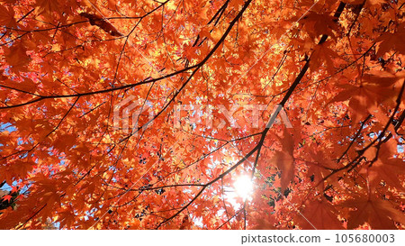 Bright autumn leaves in the autumn sky Bright autumn leaves in the autumn sky 105680003