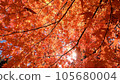 Bright autumn leaves in the autumn sky 105680004