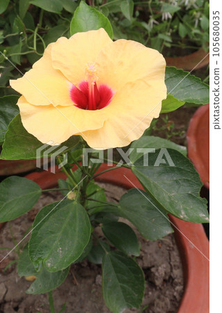 Shoeblackplant Plant on farm for harvest 105680035