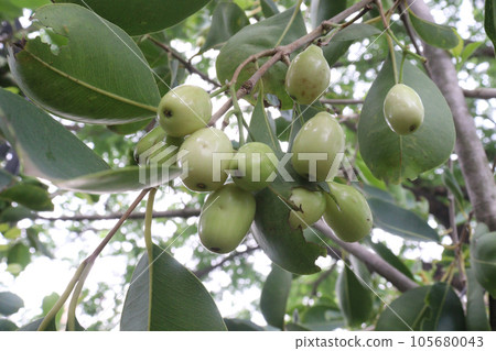Syzygium jambos fruit on tree in farm 105680043