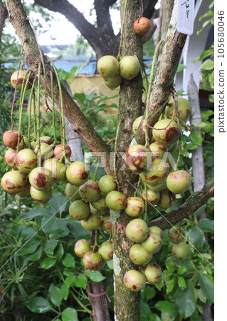 Baccaurea motleyana fruit on tree in farm 105680046