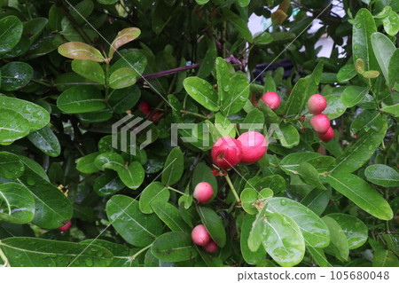 Carissa carandas fruit on tree on farm 105680048