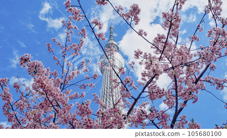 Sakura and Skytree Sakura and Skytree 105680100
