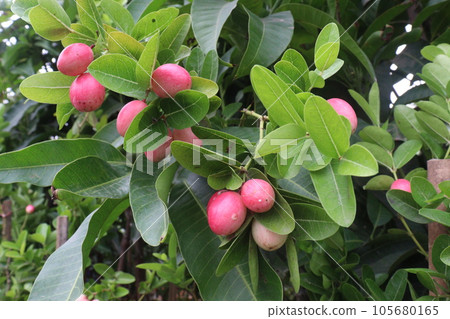 Carissa carandas fruit on tree on farm 105680165