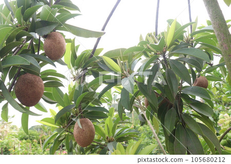 tasty and healthy Sapodilla on tree in farm tasty and healthy Sapodilla on tree in farm 105680212