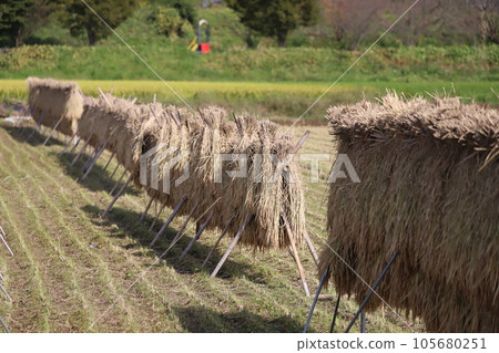 Rice drying in the sun Rice drying in the sun 105680251