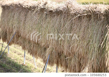 Rice drying in the sun Rice drying in the sun 105680253