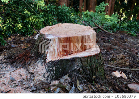 切割收穫的雪松原木 切割收穫的雪松原木 105680379
