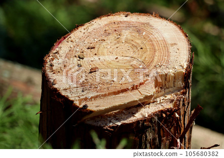 Cut cedar logs harvested 105680382
