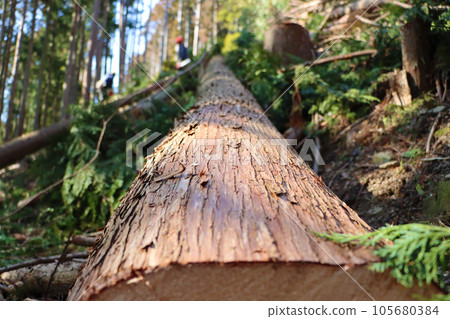 切割收穫的雪松原木 切割收穫的雪松原木 105680384