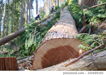 切割收穫的雪松原木 切割收穫的雪松原木 105680385