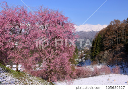 長野縣上野內郡小川村根山立屋番所櫻山：生長在江戶彼岸根部和白雪皚皚的北阿爾卑斯山上的垂枝櫻花 105680627